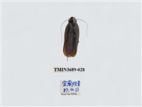 藏品(蜚蠊(2))的圖片